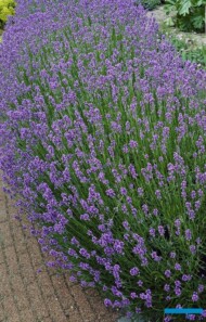 Lavandula angustifolia ‘Hidcote’, fot. Syngenta Flowers