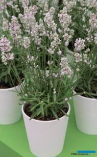 Lavandula angustifolia Aromance® Pink, fot. A. Cecot