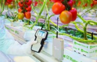 System GroSens MultiSensor w uprawie pomidorów