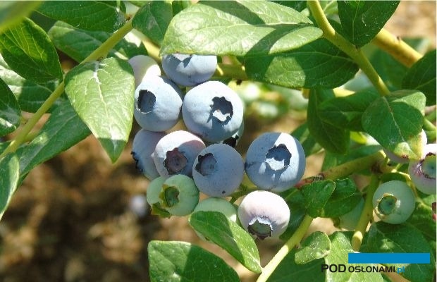 W lipcu rozpoczynają się zbiory polskich borówek