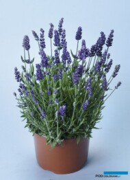 Lavandula angustifolia Lavanto Purple, fot. Volmary
