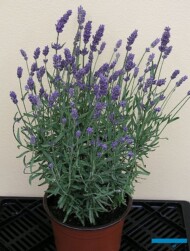Lawenda wąskolistna (Lavandula angustifolia) Lavance Purple, fot. A. Cecot