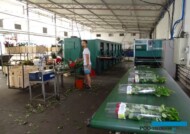 Gospodarstwo Aneta Haba_Roze__sortownik_