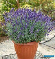 Lavandula angustifolia_Vienco® Purple, fot. Volmary