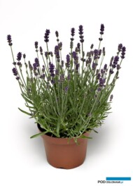 Lavandula angustifolia_Vintro® Compact Iris; fot. Syngenta Flowers