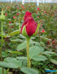 Roza_B-Loved