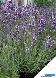 Lawenda wąskolistna (Lavandula angustifolia) Vintro® Blue
