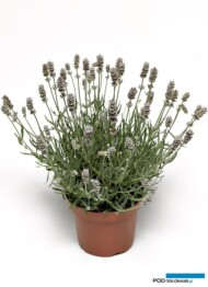 Lavandula angustifolia_Vintro® Pearl