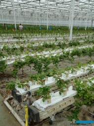 Młode nasadzenie - róże uprawiane w wełnie mineralnej_Aneta Haba
