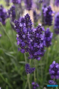 Lavandula-angustifolia Kwiatostany odmiany 'Spear Blue'_fot. Florensis