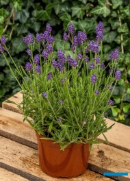 Lawenda wąskolistna (Lavandula angustifolia) 'Thumbelina Leigh', fot. Vitroflora