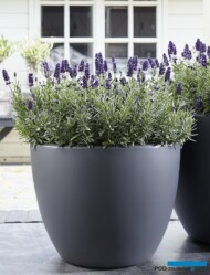 Lavandula-angustifolia-Valence-Dark-Violet_fot. Florensis