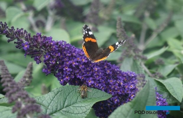 Buddleja davidii-ROCKETSTAR INDIGO ‘SMNBDBT', fot. Konkurs Roślin Nowości"
