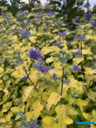 Caryopteris incana SUNNY BLUE