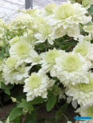 Clematis ‘Manju’