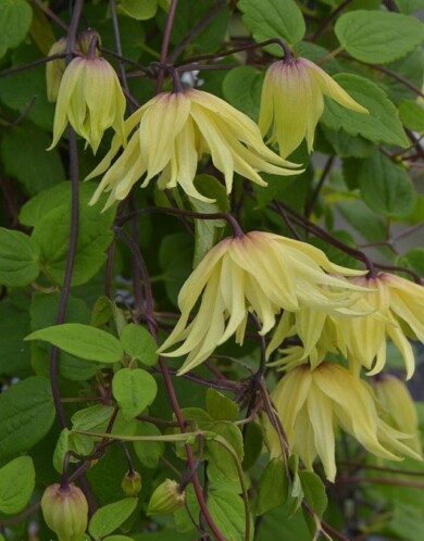 Clematis ‘Golden Dream’, fot. Konkurs Roślin „Nowości”