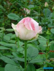 Roza_Sorbet Avalanche