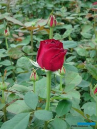 Roza__Red Ribbon