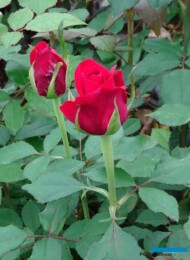 Roza_Red Eagle
