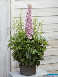 Delphinium hybrida 'Juliette' DELGENIUS