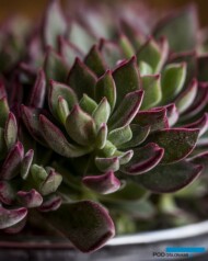 Echeveria pulvinata DEVOTION