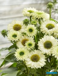 Echinacea hybrida SUNSEEKERS WHITE PERFECTION