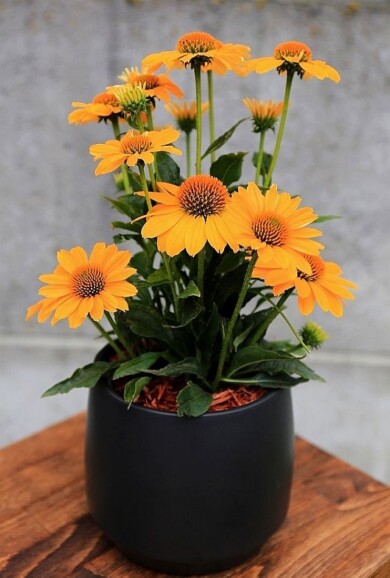 Echinacea ‘Tweety’, fot. Konkurs Roślin „Nowości”