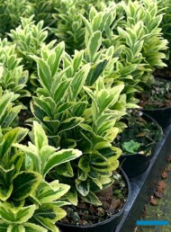 Euonymus japonicus ‘Gold Rocket’