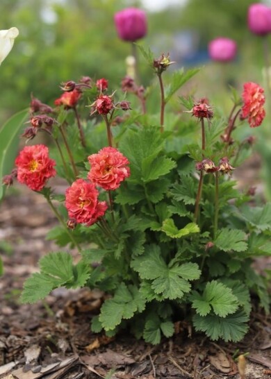 Geum ‘Bohema Pink’, fot. Konkurs Roślin „Nowości”