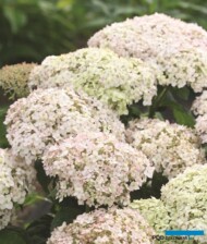 Hydrangea arborescens BELLARAGAZZA BLANCHETTA