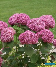 Hydrangea arborescens BELLARAGAZZA MAUVETTE