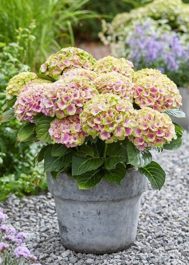 Hydrangea macrophylla MAGICAL JEWEL ‘HORE140103,Konkurs Roślin „Nowości”