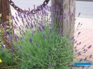 Lawenda wąskolistna_Lavandula angustifolia_Munstead-Strain_fot. Florensis