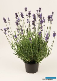 Lavandula angustifolia 'Munstead', fot. Florensis