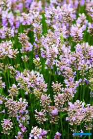 Lavandula-angustifolia 'Rosea'_fot. Florensis