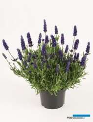 Lavandula-angustifolia-'Spear Blue' - cała roślina, fot. Florensis