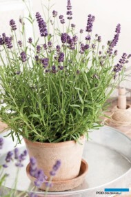 Lavandula-angustifolia-Valence-Dark-Violet__fot. Florensis