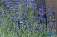 Lawenda wąskolistna (Lavandula angustifolia) reprezentowana jest przez wiele odmian (tu: Havanna), fot. A. Cecot