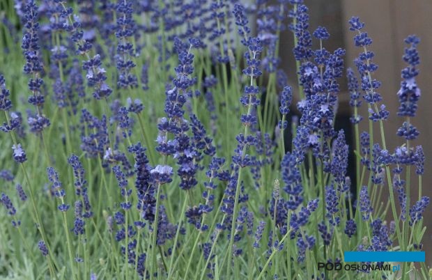 Lawenda wąskolistna (Lavandula angustifolia) reprezentowana jest przez wiele odmian (tu: Havanna), fot. A. Cecot