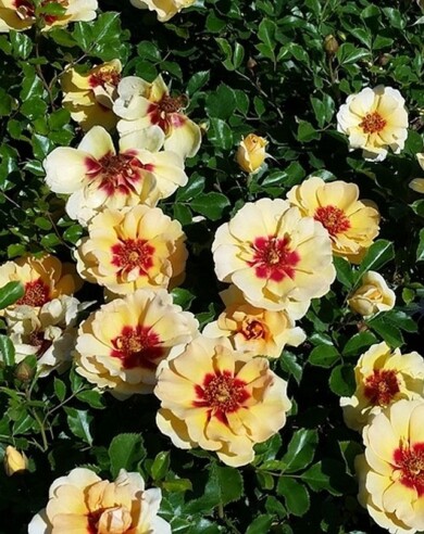 Rosa MAJA BABYLON EYES, fot. Konkurs Roślin „Nowości”