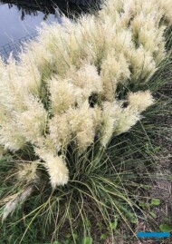 Cortaderia selloana TINY PAMPA