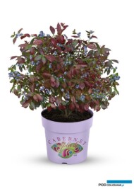 Vaccinium corymbosum CABERNET SPLASH