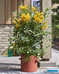 Campsis tagliabuana GOLDEN TRUMPET