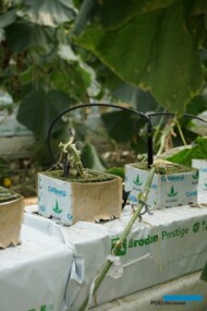 Uprawa ogórków brodawkowych w wełnie mineralnej Prestige