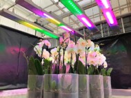 Testy na storczykach w centrum R&D JMP Flowers przy użyciu oprawy badawczej VARIO