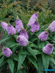 Buddleja davidii ROCKETSTAR AMETHYST