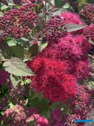 Spiraea DOUBLE PLAY® DOOZIE® kwitnie atrakcyjnie i wyjątkowo długo