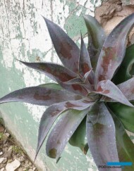 ×Mangave MAD ABOUT MANGAVE®‘ Mission to Mars’