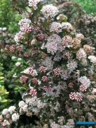 Physocarpus opulifolius SWEET CHERRY TEA