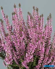 Calluna vulgaris ‘Fruehe Lisbeth’ - odmiana z grupy Gardengirls®